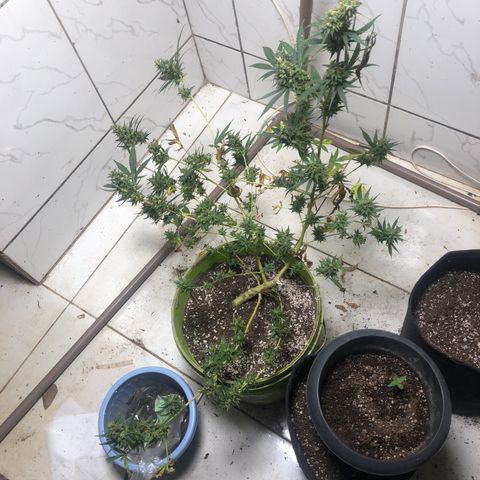 Pren do mal growlog photo: Já colhi o top maior, e o top do outro, mas deixei o resto da galha