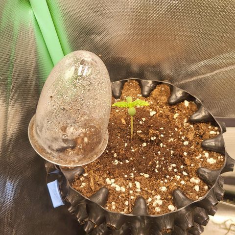 Selly growlog photo: Umzug ins Zelt 