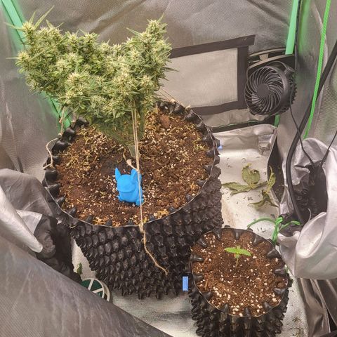 Selly growlog timeline photo
