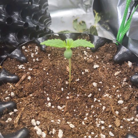 Selly growlog timeline photo