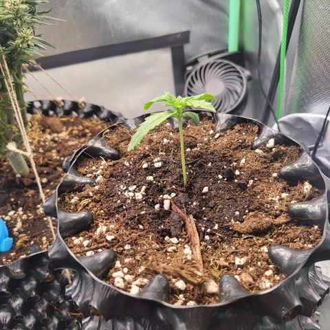 Selly growlog timeline photo