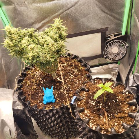 Selly growlog timeline photo