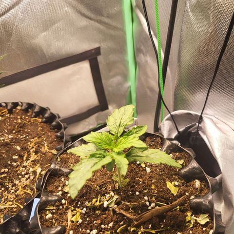 Selly growlog timeline photo