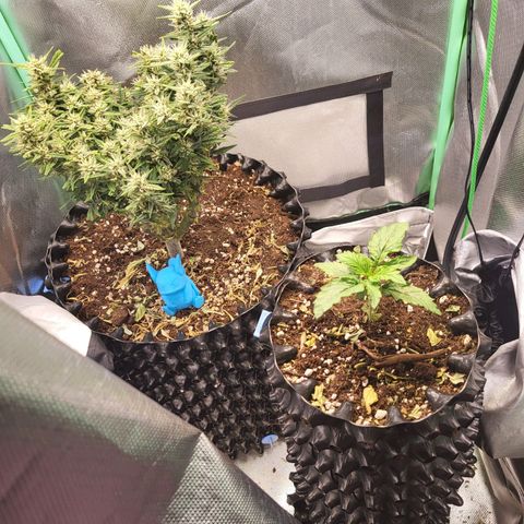 Selly growlog timeline photo