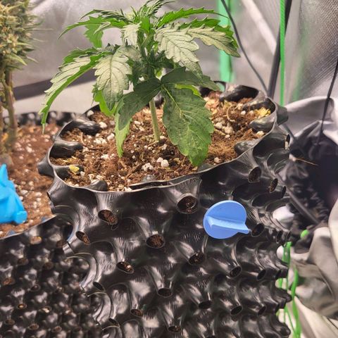 Selly growlog timeline photo