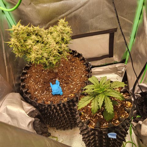 Selly growlog timeline photo