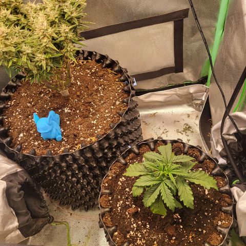 Selly growlog timeline photo