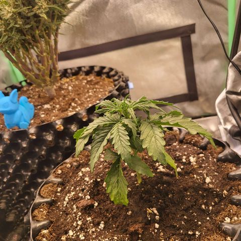 Selly growlog timeline photo