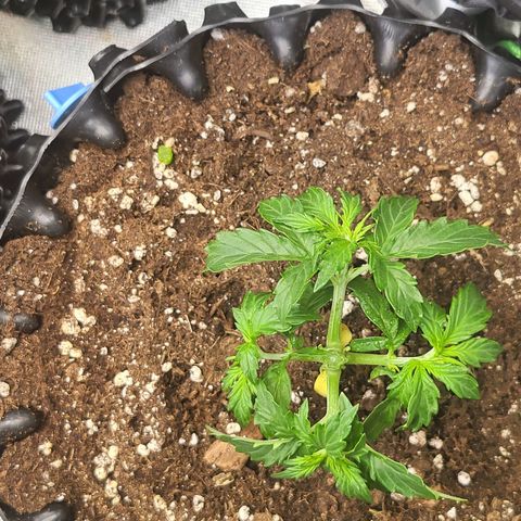 Selly growlog timeline photo