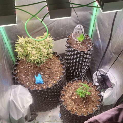 Selly growlog timeline photo