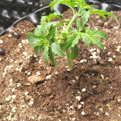 Selly growlog timeline photo