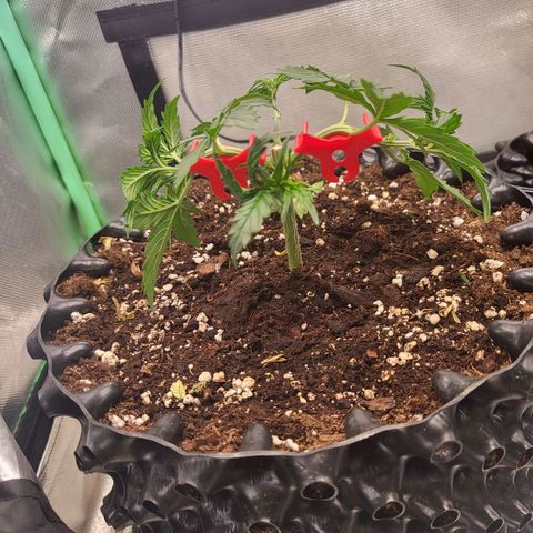 Selly growlog timeline photo