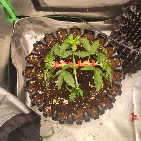 Selly growlog timeline photo