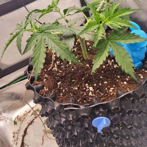 Selly growlog timeline photo
