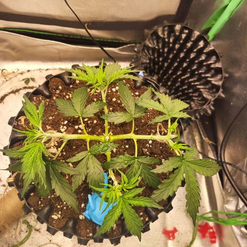 Selly growlog timeline photo