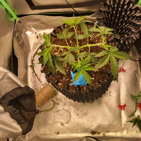 Selly growlog timeline photo