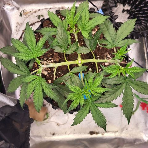 Selly growlog timeline photo