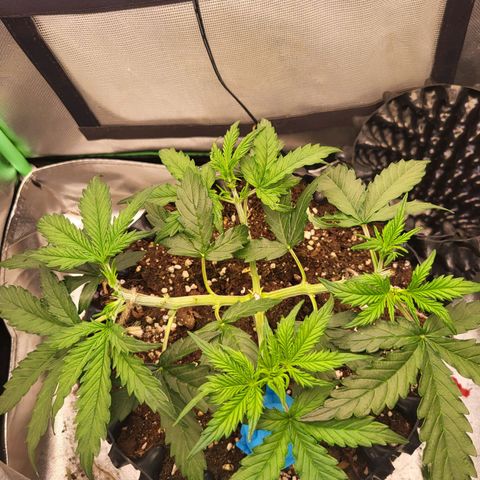 Selly growlog timeline photo
