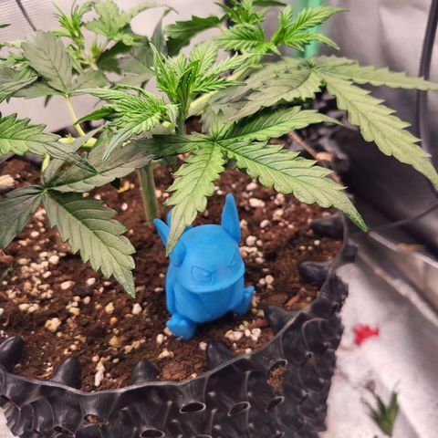 Selly growlog timeline photo