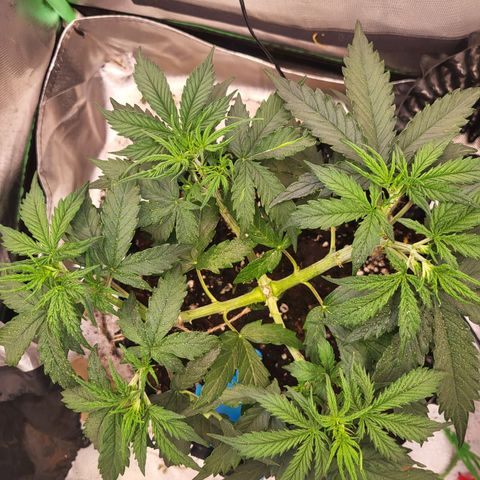 Selly growlog timeline photo