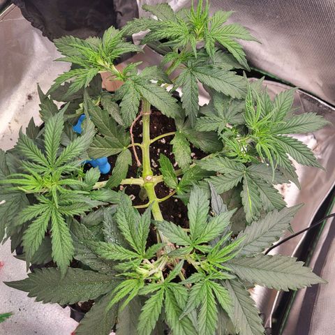 Selly growlog timeline photo