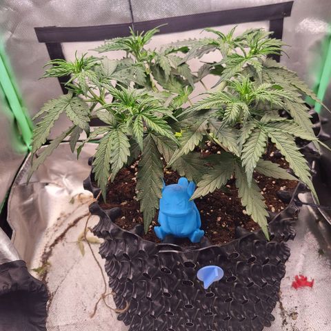 Selly growlog timeline photo