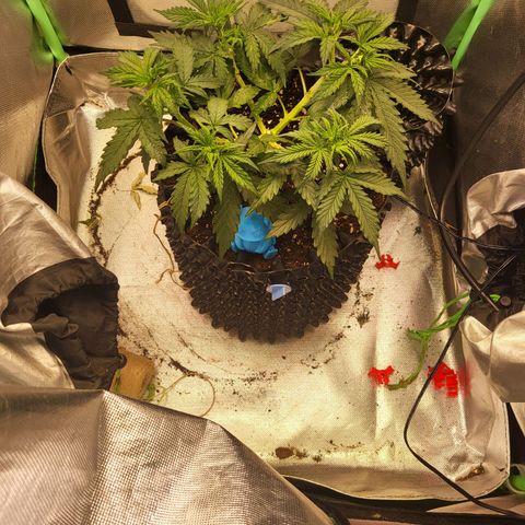 Selly growlog timeline photo