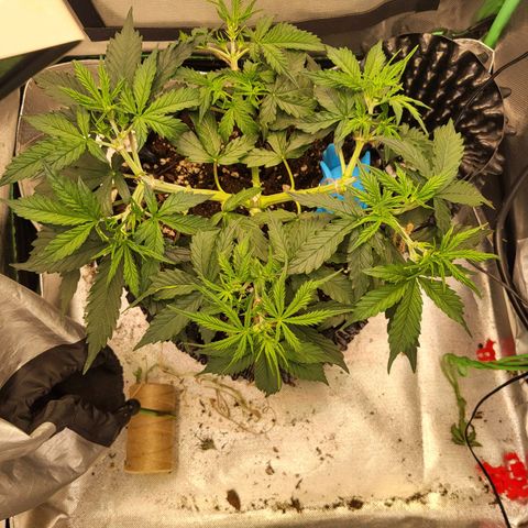 Selly growlog timeline photo