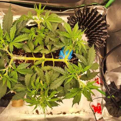 Selly growlog timeline photo