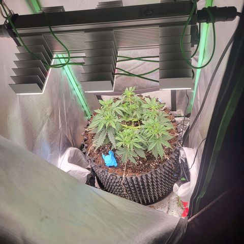 Selly growlog timeline photo