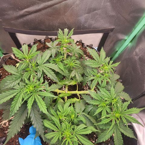 Selly growlog timeline photo