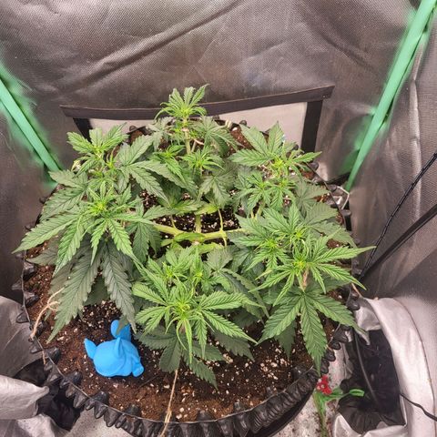 Selly growlog timeline photo