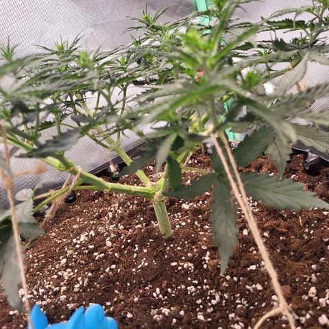 Selly growlog photo: Naja sie lebt wenigstens noch obwohl Sie es wirklich nicht einfach hat 