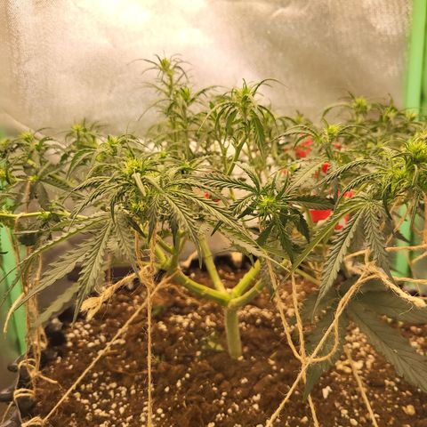 Selly growlog timeline photo