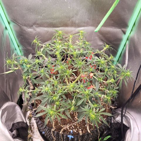 Selly growlog timeline photo
