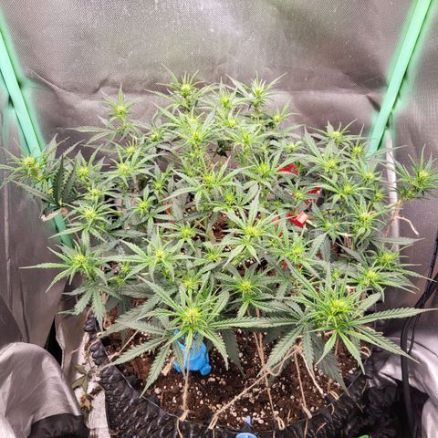 Selly growlog timeline photo