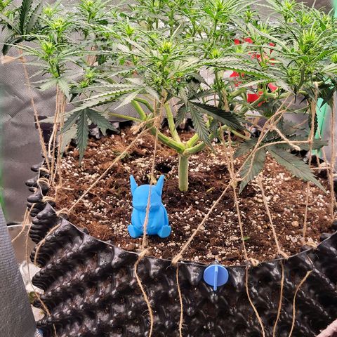 Selly growlog timeline photo