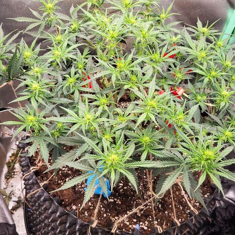 Selly growlog timeline photo
