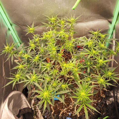 Selly growlog timeline photo