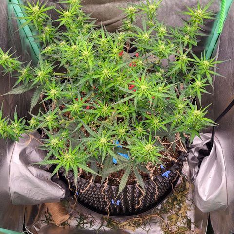 Selly growlog timeline photo