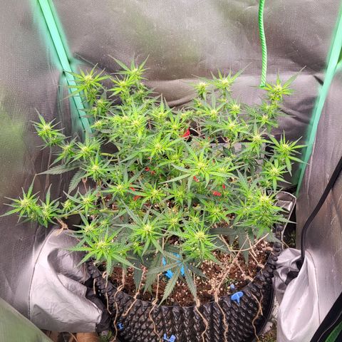 Selly growlog timeline photo