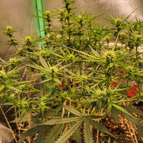 Selly growlog timeline photo