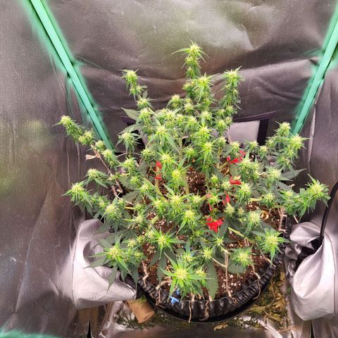 Selly growlog timeline photo