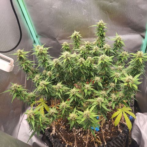 Selly growlog timeline photo