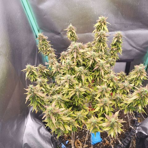 Selly growlog photo: Licht aus, Ernte ist mehr als bereit. 
Trichome sind überreif 