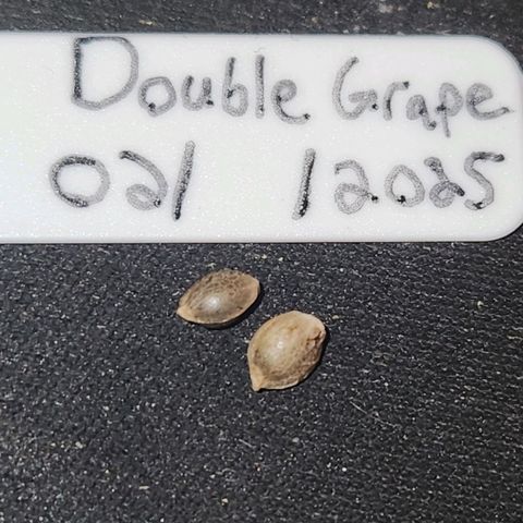 Double Grape Stunted growlog timeline photo