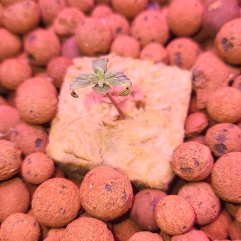 Double Grape Stunted growlog photo: Stunted