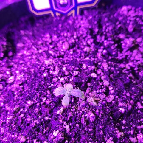 Double Grape Stunted growlog timeline photo