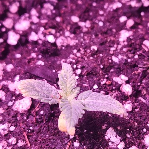 Double Grape Stunted growlog photo: Honestly. stunted as shit. If i get a quarter oz of this ill be amazed