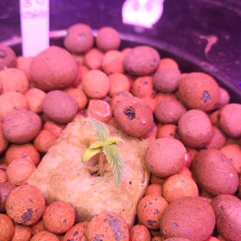 (HBBH x Grizzly Crinkle) x Ravenberry #2 growlog timeline photo